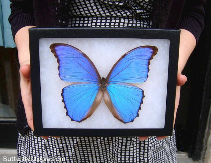 Real framed mounted butterflies for sale, gifts art Butterfly Utopia