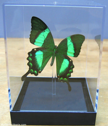 Real Butterflies in Tabletop Displays