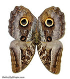 caligo menmon owl butterfly