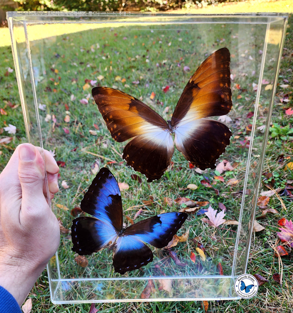 sunrise sunset butterflies