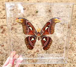 Male Atlas Moth - 10x10