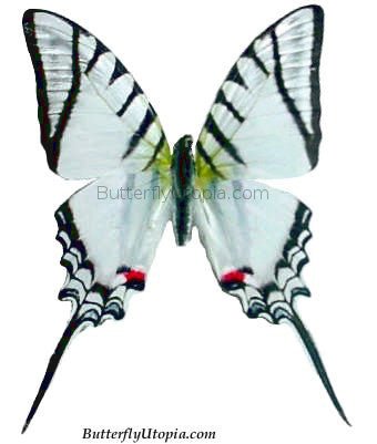 eurytides protesilaus