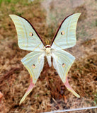 Indian Luna Moth (M) - 10x10 - 3D Acrylic Frame