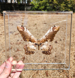 Serpent Moth #1 -8x7 - 3D Acrylic Frame