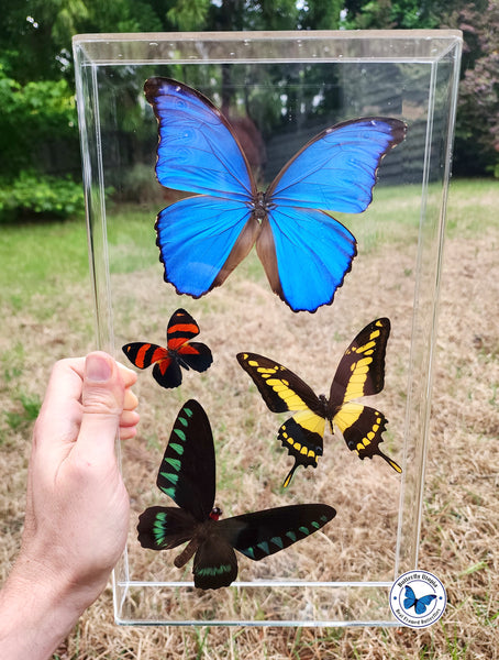 4 exotic framed butterflies
