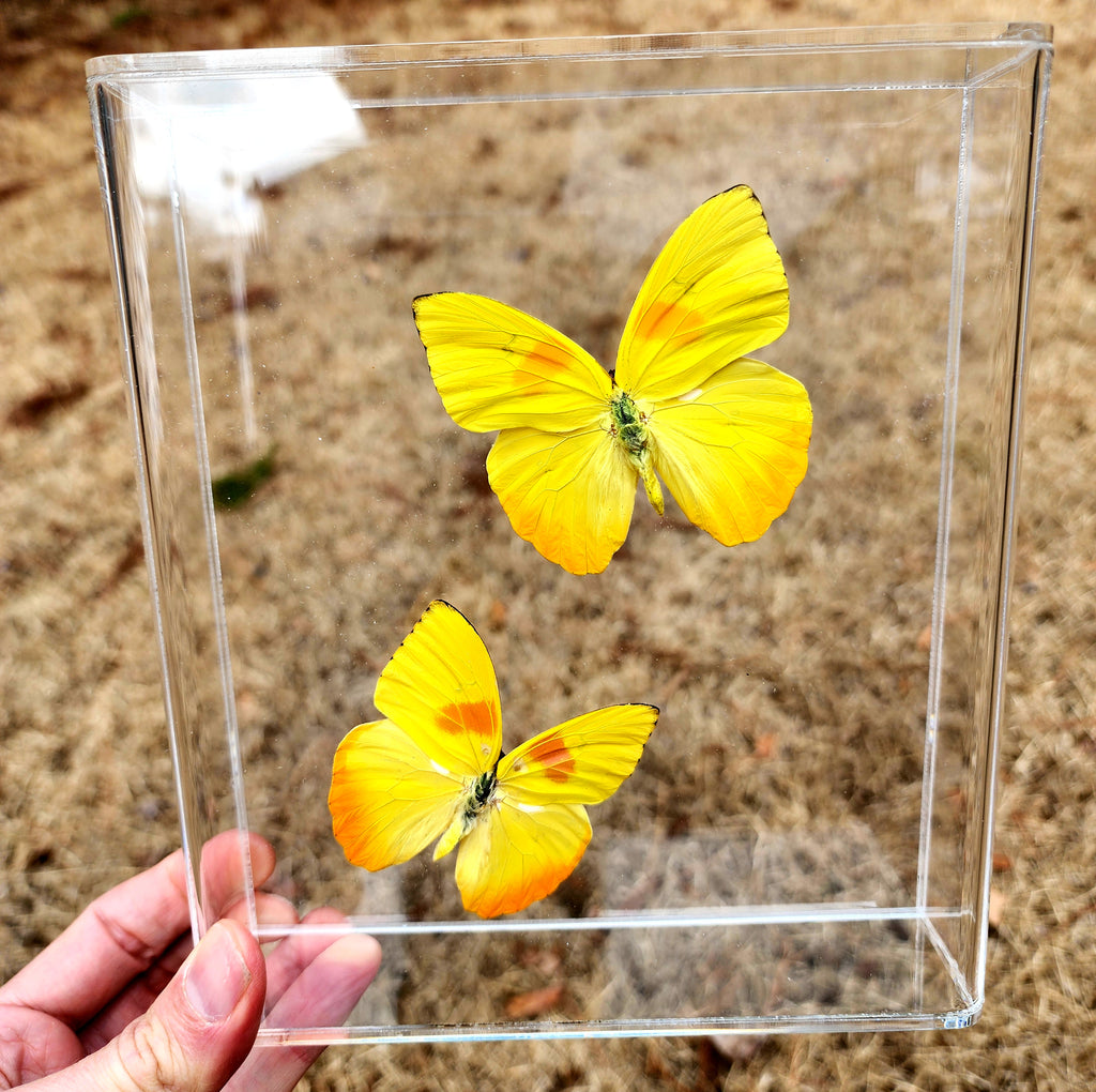Special Orange Barred Sulphur: 1 XTRA Large and 1 Peach Variation