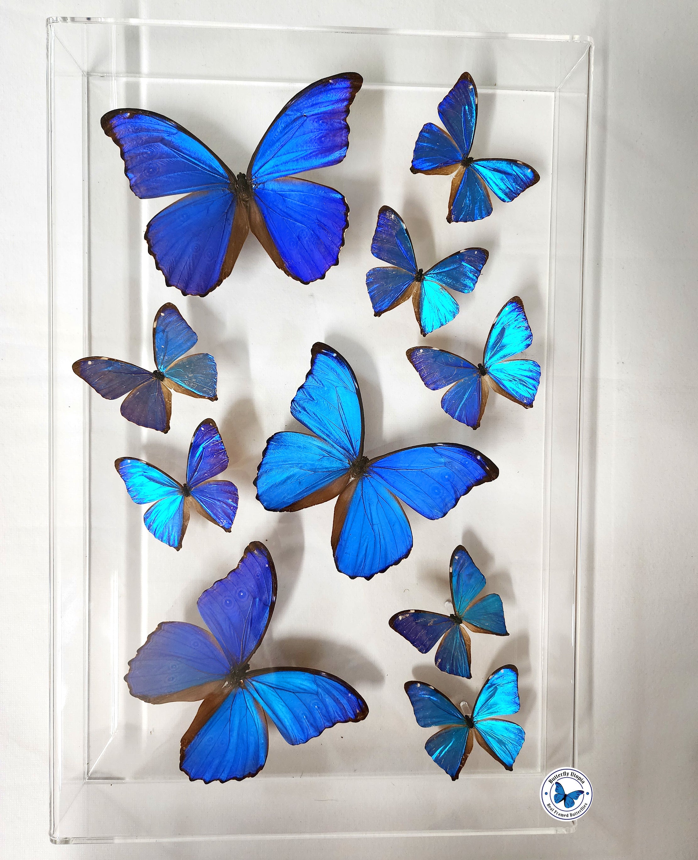 Morfo. Acrílic paint Real Framed Blue Morpho Butterflies in 12x18 Acrylic Frame