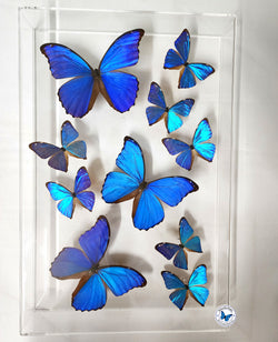 framed blue morphos