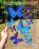 framed blue morphs