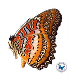 red lacewing cethosia biblis