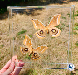 polyphemus moths
