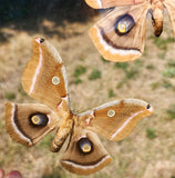 female polyphemus moth