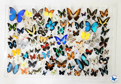 real framed butterflies