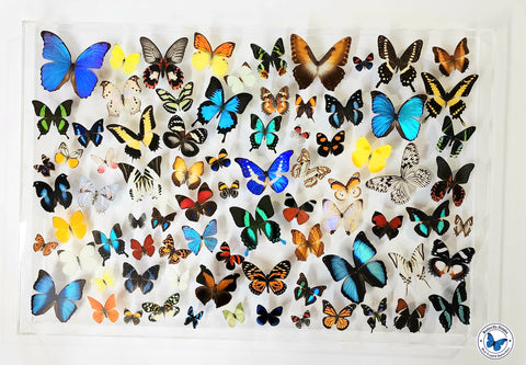 real framed butterflies