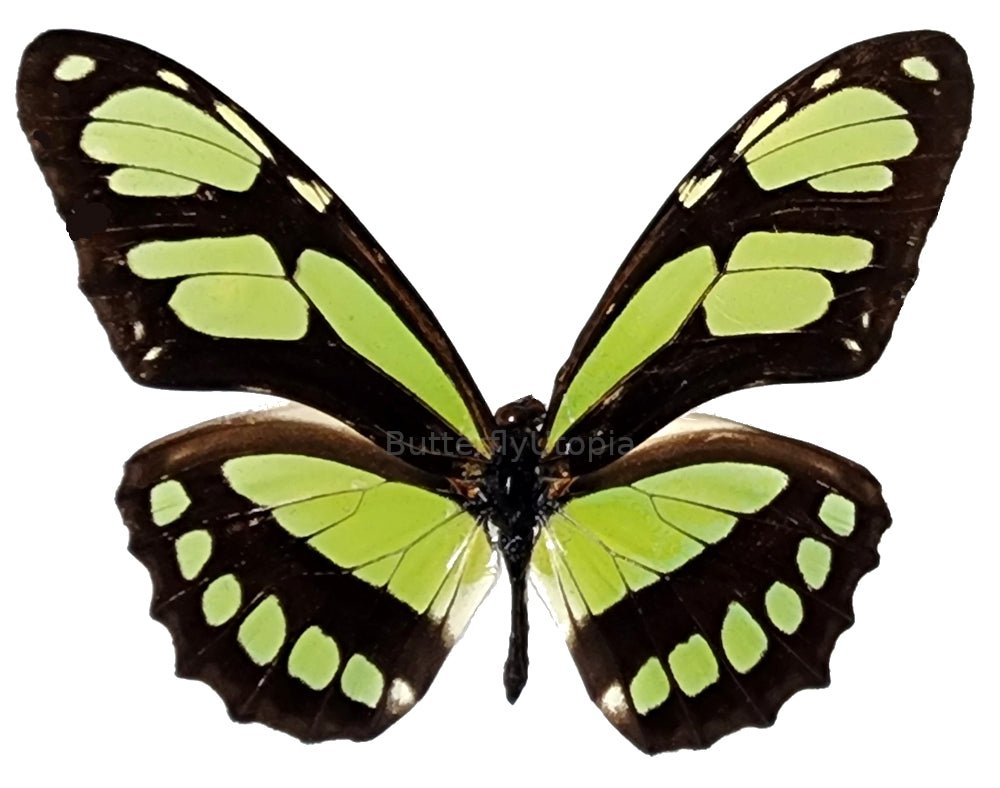 Philaethria dido