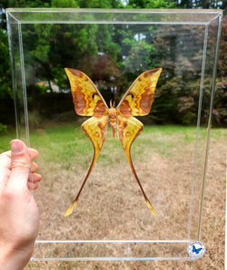 actias maenas