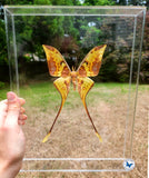 actias maenas