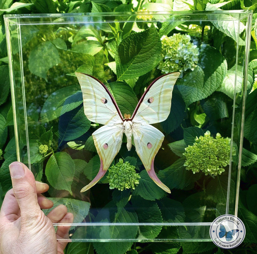 actias selene moon moth