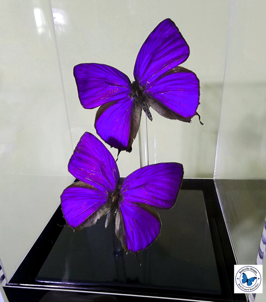 Two purple butterflies on a black platform with a white background
