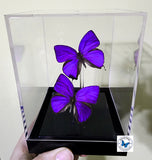 Arhopala Hercules Set - 3D Tabletop Display