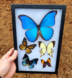 Riker Display B10 - 8x12