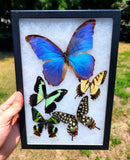 Riker Display B11 - 8x12