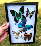 Riker Display B21 - 8x12