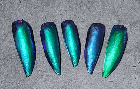 blue jewel beetle shells