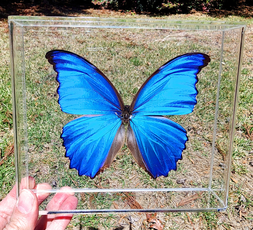 blue morpho