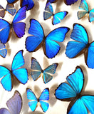blue morphos