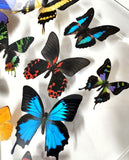 butterfly art