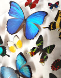 butterfly morpho