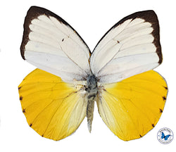 Catopsilia scylla- unspread (wings closed)