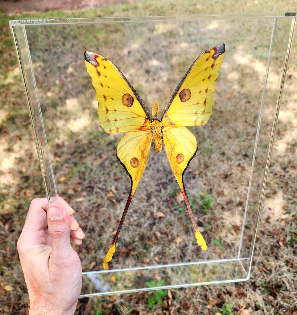 framed comet moth