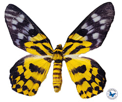 Dysphania militaris