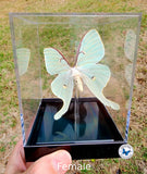luna moth female