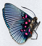 Lyropteryx apollonia