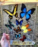 rainbow butterfly flight
