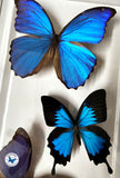 framed real butterflies blue