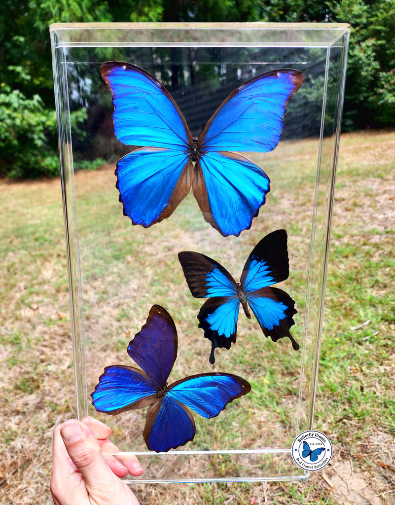 framed blue butterflies