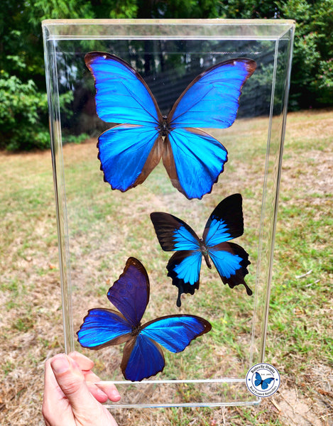framed blue butterflies