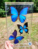 framed blue butterflies