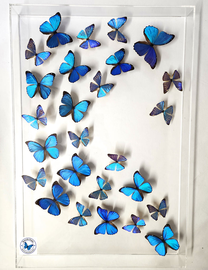framed large blue morpho piece