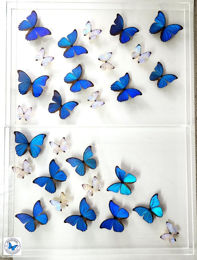 blue butterfly art