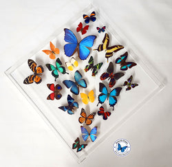 framed butterflies diamond shape