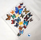 framed butterflies diamond shape