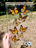 framed monarch butterflies