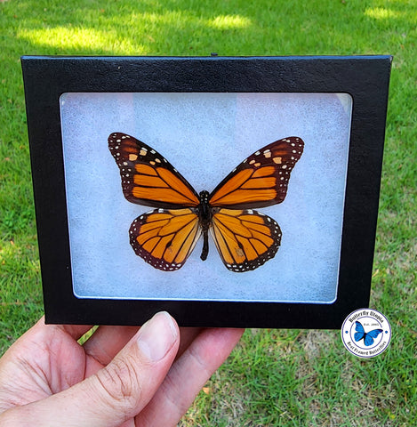 framed monarch butterfly