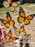 framed monarch