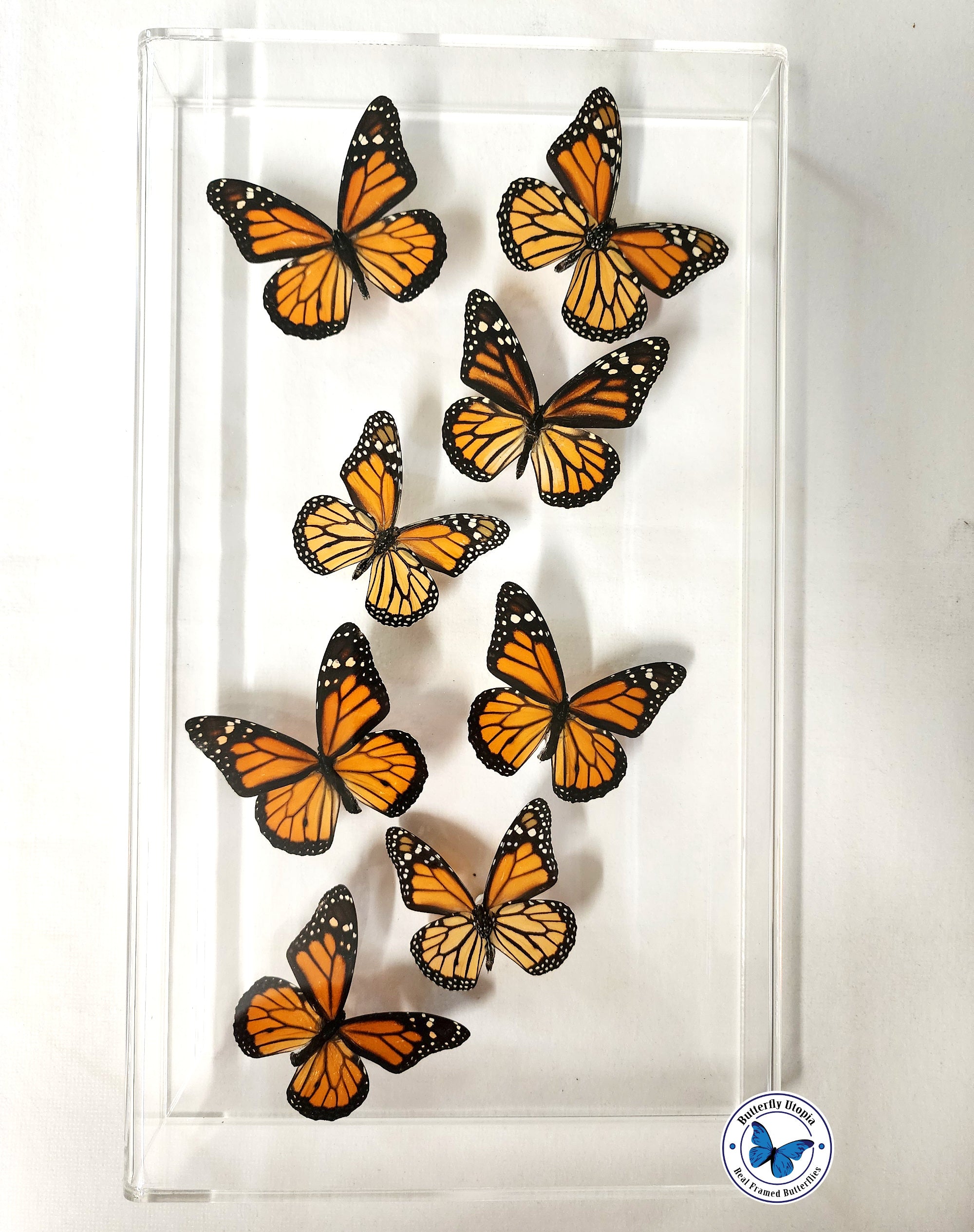 Real Framed Monarch Butterflies - Airtight Frame – Butterfly Utopia